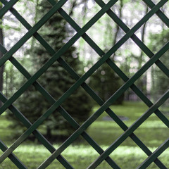 Green wooden lattice fence against bushes and trees