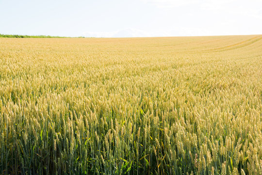 154 件の最適な 色づいたムギ畑 画像 ストック写真 ベクター Adobe Stock