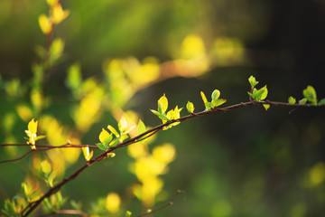 Beautiful fresh green leaves on the branch at sunset. Schisandra chinensis greenery in spring