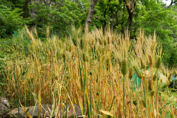 Obraz premium Last May the barley ripen
