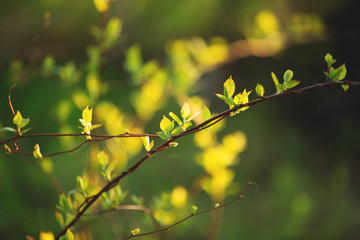 Beautiful fresh green leaves on the branch at sunset. Schisandra chinensis greenery in spring