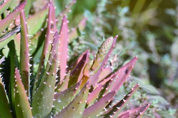 Beautiful summer aloe plant garden 