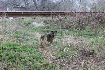 Cute stray dog