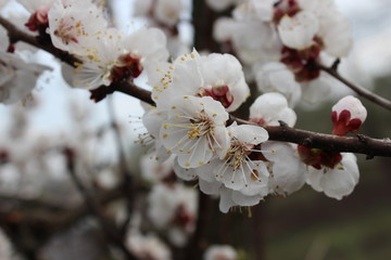 Apricot tree flowers