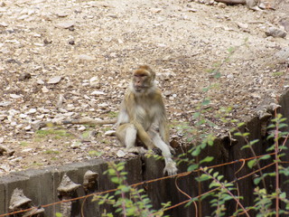 Obraz premium chilling monkey