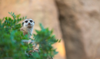 Meerkat or suricate (Suricata suricatta)