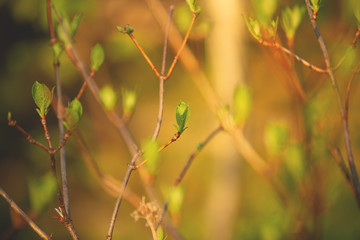 Beautiful fresh green leaves on the branches at sunset in spring