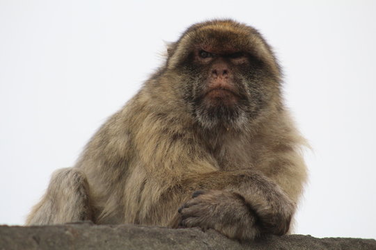 Berberaffe