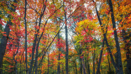 Beautiful colorful fall foliage in a forest