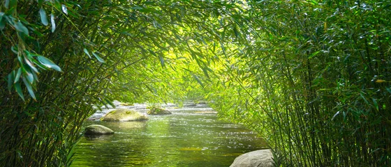 Foto op Plexiglas kreek in het idyllische bamboebos © winyu