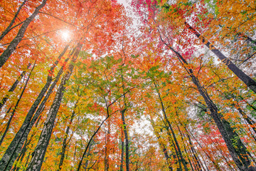 Low angle view up on colorful trees at autumn