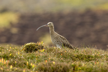 Curlew (scientific name: Numenius arquata) Adult curlew in the Yorkshire Dales during the nesting season. Stood in natural habitat of grasses and reeds. Horizontal. Space for copy.