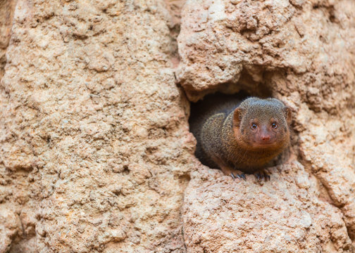 Common dwarf mongoose (Helogale parvula)