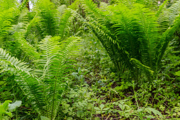 Green fern in a forest