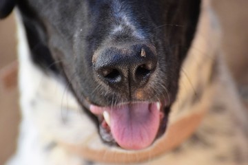 Beautiful happy black and white dog