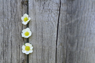 White flowers on the background of old boards