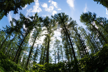 緑のカラマツ林と夏の青空