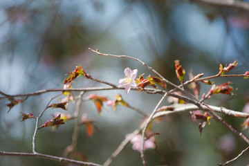 Beautiful Sakura Flower or Cherry Blossom on blue sky Background