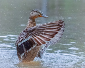 Flügelschlagende Stockente im Wasser