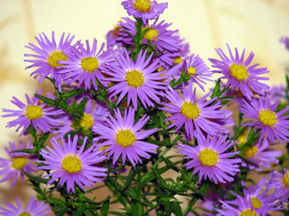 Fototapeta premium purple daisy