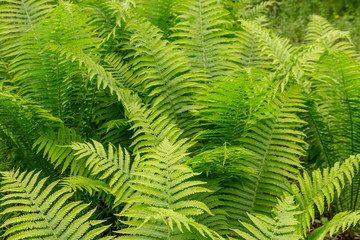 Green fern in a forest
