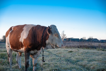 Wooden floor, parquet, planks, texture, top view, precious woods.
