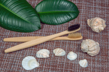 Fototapeta na wymiar Bamboo toothbrushes with shells and green leaves