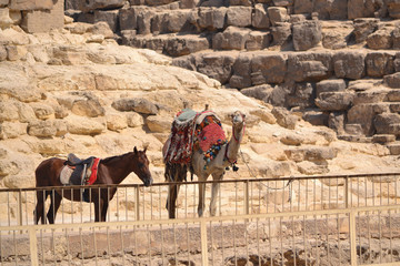camel and horse near the pyramid