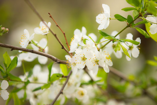 Image of white Apple Blossom, natural background, spring flowers