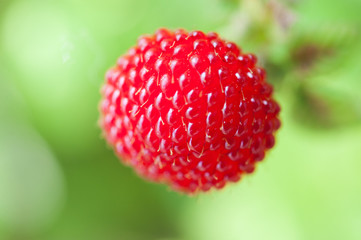 Rubus hirsutus raspberry in the bush on green bokeh background