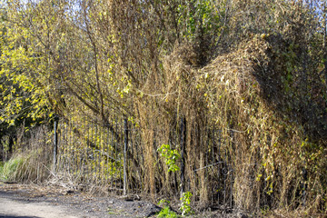 echinocystis lobed wild cucumber