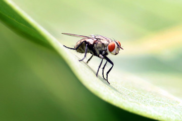 fly
