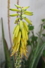 Beautiful summer aloe flowers garden