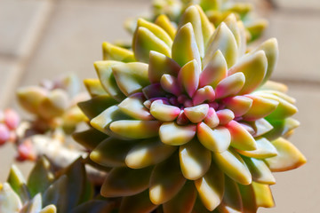 closeup  succulent green plant cactus. echeveria