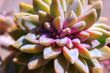 closeup  succulent green plant cactus. echeveria