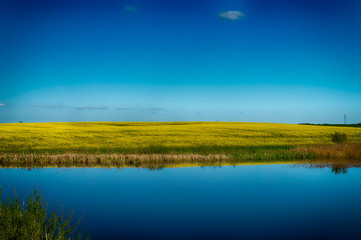 Amazing reflection on tranquil pond surface