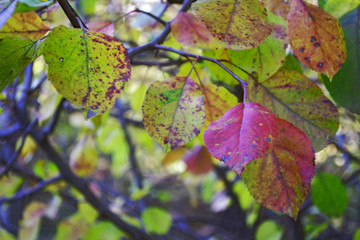 colored autumn leaves close-up