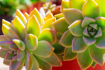 closeup  succulent green plant cactus. echeveria