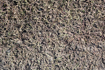 grass stems texture or background