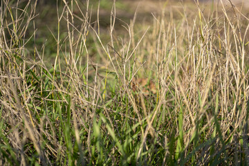green grass with dry stems