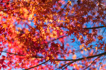 maple leaf red autumn with blue sky