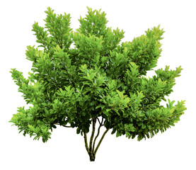 Trees on white background. A beautiful trees from Thailand. Suitable for use in architectural design or Decoration work. Used with natural articles both on print and website.