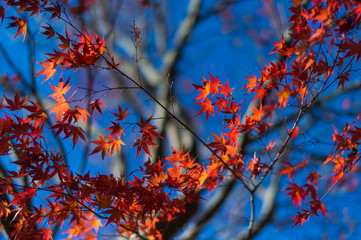 maple leaf red autumn with blue sky
