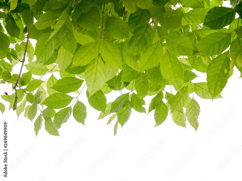 Poster green leave background with space for text