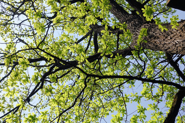 Sunny weather. Oak blossomed in the spring. New delicate leaves on the old tree