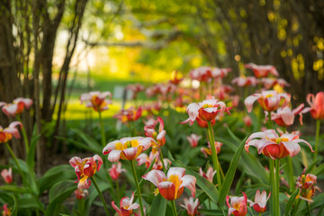 Fototapeta premium field of red flowers