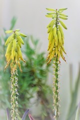 Beautiful summer aloe flowers garden
