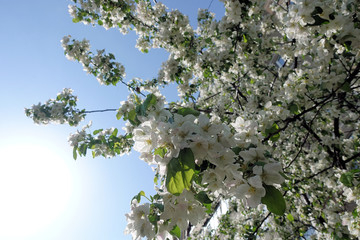 Apple trees flowers. the seed-bearing part of a plant, consisting of reproductive organs (stamens and carpels) that are typically surrounded by a brightly colored corolla (petals)