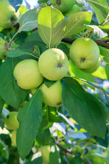 Green immature apples on a branch of the tree in the garden.