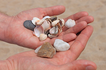 Seashells and stones in male hands on the background of the sea and sand, the ocean seashore, close-up, copy space.